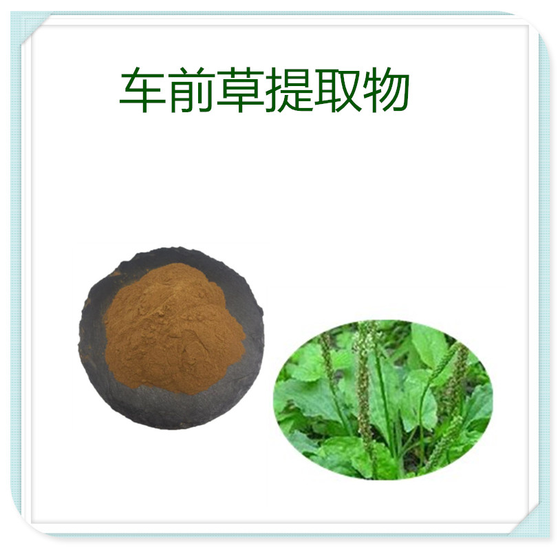 车前草提取物