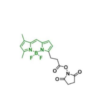 BDP FL NHS ester/琥珀酰亚胺活化酯