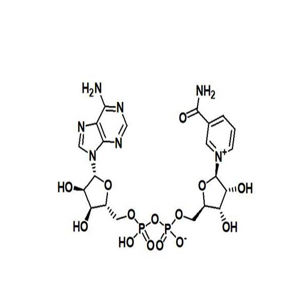 β-烟酰胺腺嘌呤二核苷酸