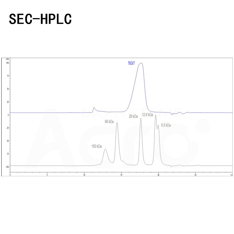 重组人TIGIT靶点蛋白，T细胞免疫球蛋白ITIM结构域