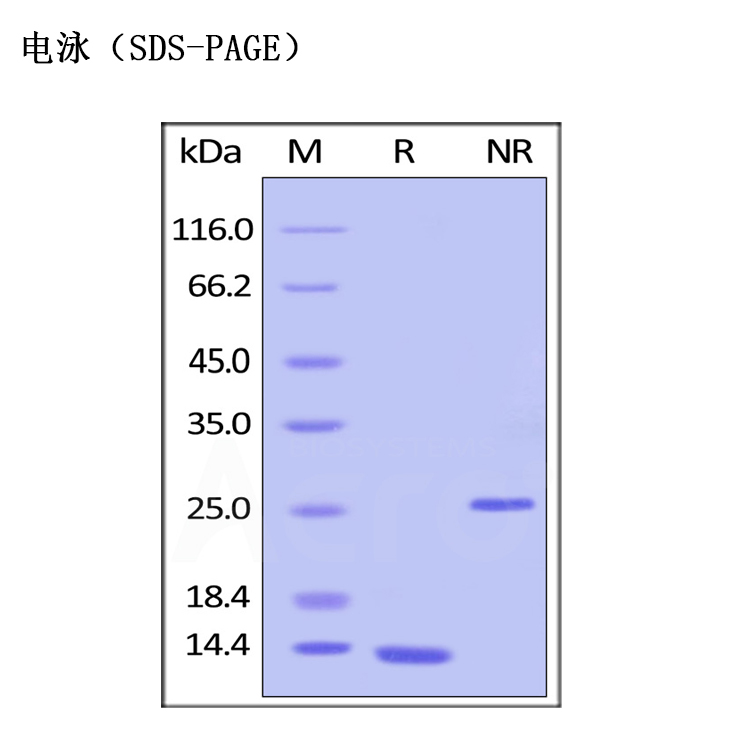 重组人转化生长因子β1蛋白，TGF-beta1/TGFB1