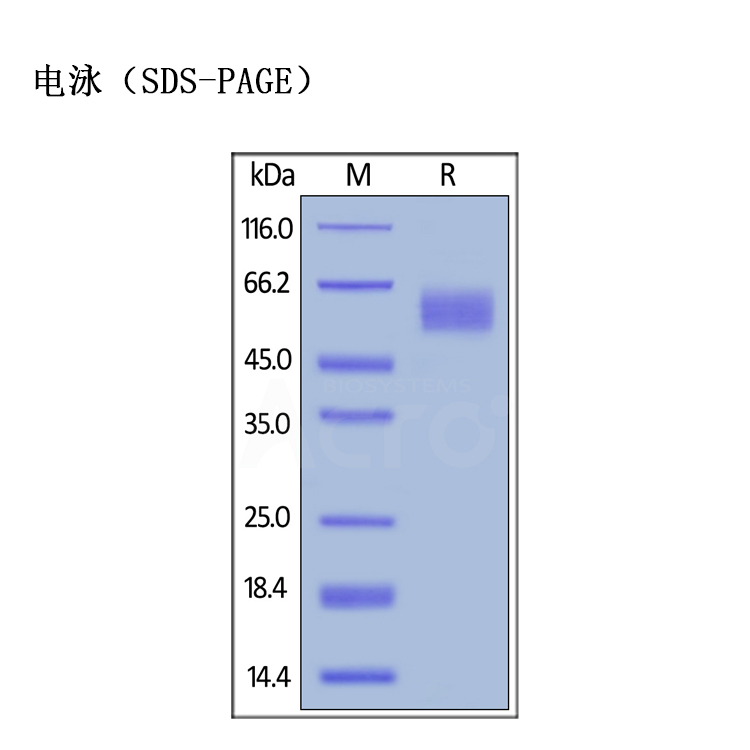 重组人CTLA-4蛋白 ACRO百普赛斯