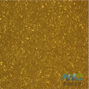 人横纹肌肉细胞