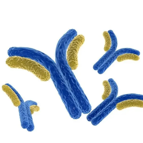 肝细胞生长因子 HGF R受体蛋白