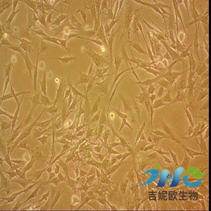 MA-782小鼠乳腺细胞