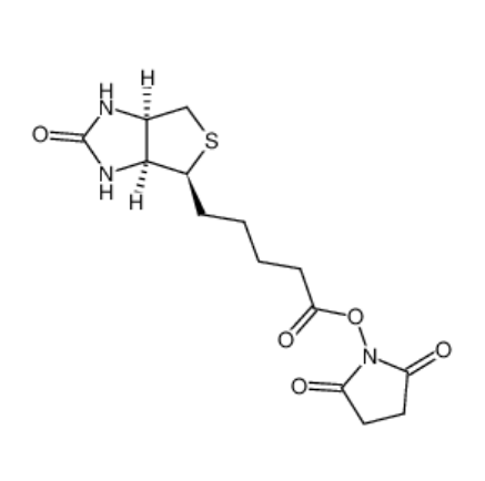 (+)生物素-N-琥珀酰亚胺基酯