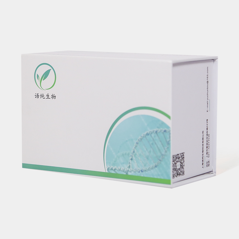 MDCK细胞悬浮培养用无血清培养基