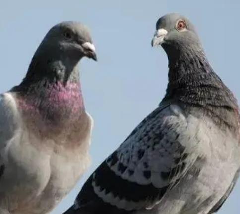 2%鸽子红细胞定制