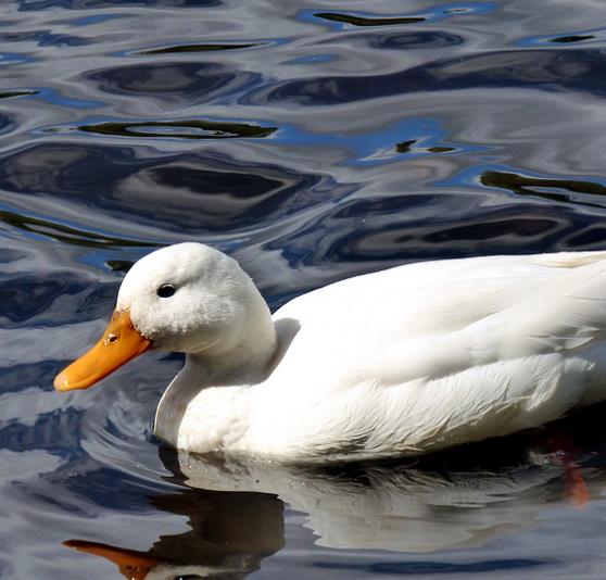 鸭红细胞可提供定制