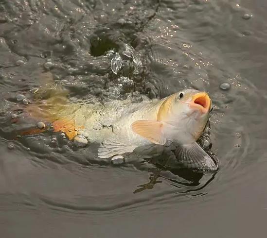 鲤鱼红细胞可定制