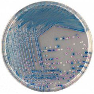 Cell NavigatorTM荧光脂质滴测定试剂盒*红色荧光*