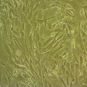 小鼠小胶质细胞