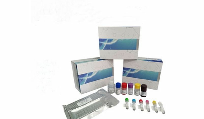 Cell NavigatorTM活细胞微管蛋白染色试剂盒