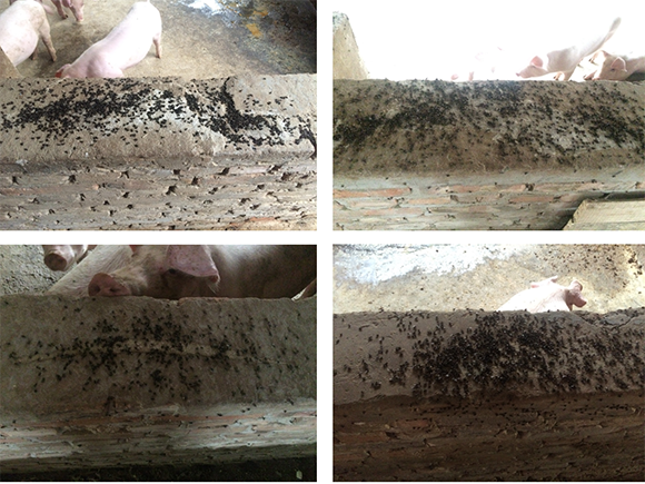 甲基吡啶磷可湿性粉-10按需定制