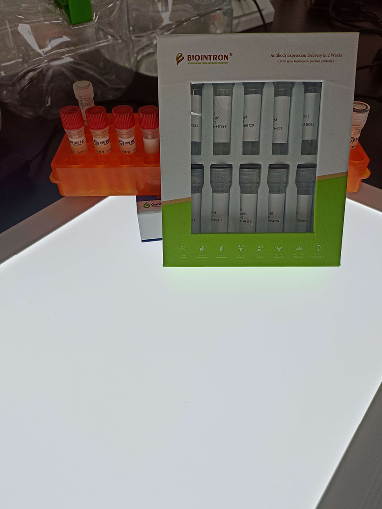 抗COX-2（小鼠）多克隆抗体