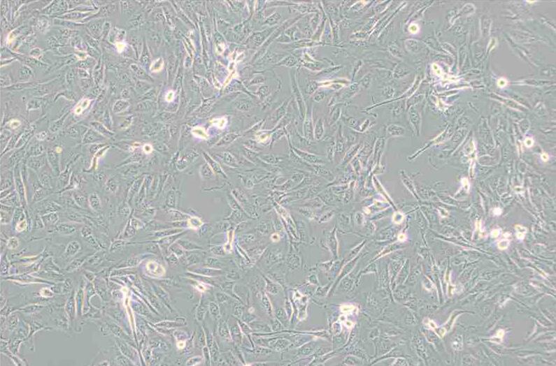 786-O [786-0]（人肾透明细胞腺癌细胞） (STR鉴定正确)
