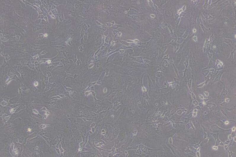 3T3-L1（小鼠胚胎成纤维细胞）