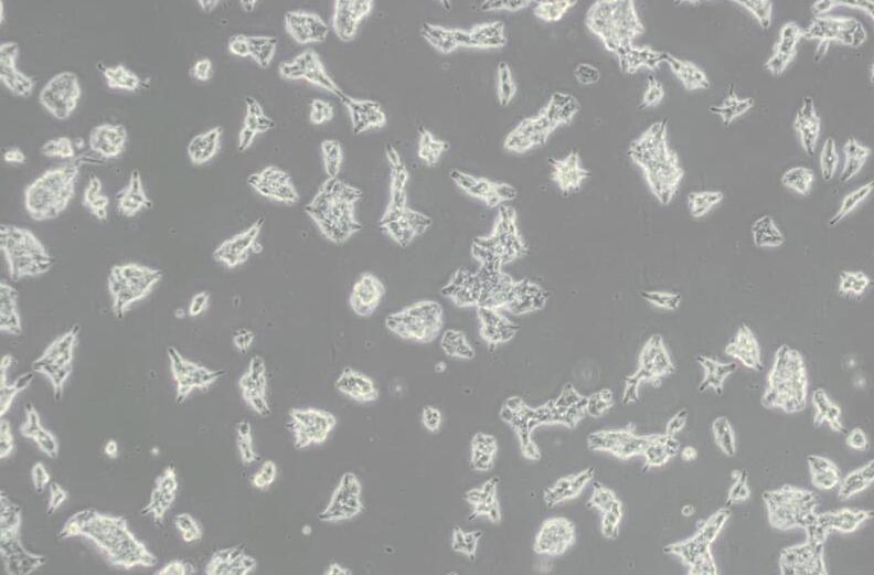 AR42J（大鼠胰腺外分泌细胞）