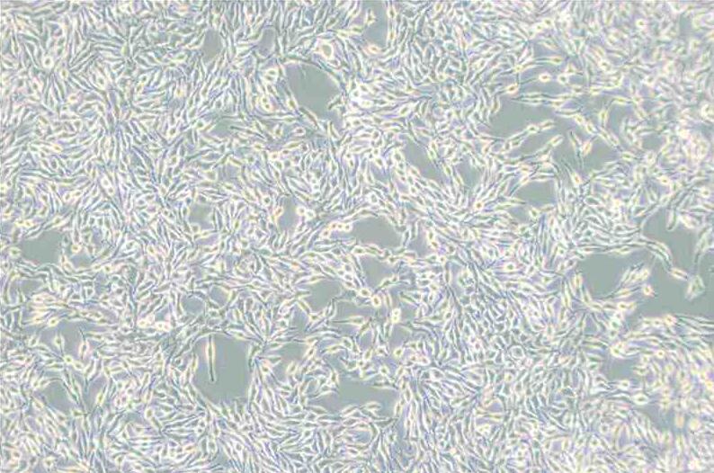 B16（小鼠黑色素瘤细胞）