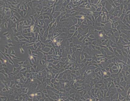 BRL（大鼠肝细胞）