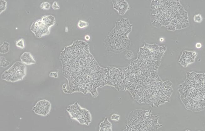 BT-474 [BT474]（人乳腺导管癌细胞）