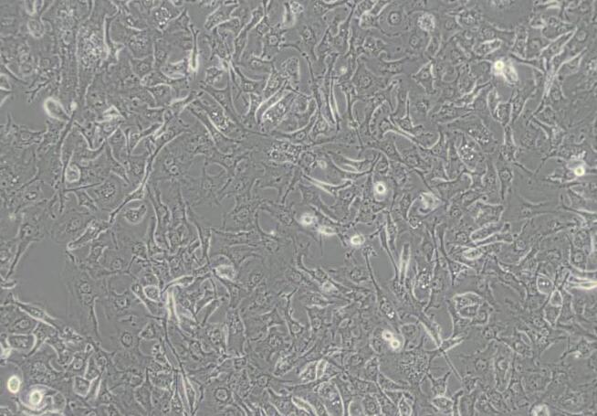 BT-549（人乳腺管癌细胞）