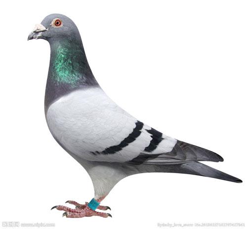 鸽子4.jpg 鸽子4.jpg