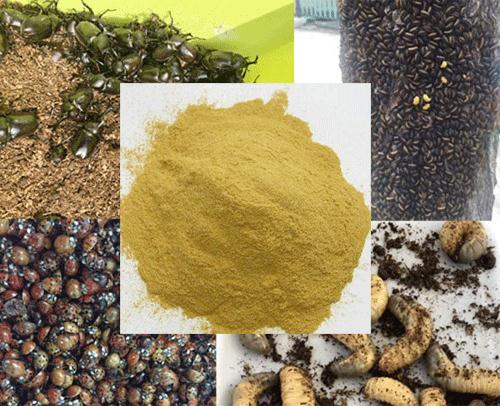 虫子2-5.gif 虫子2-5.gif