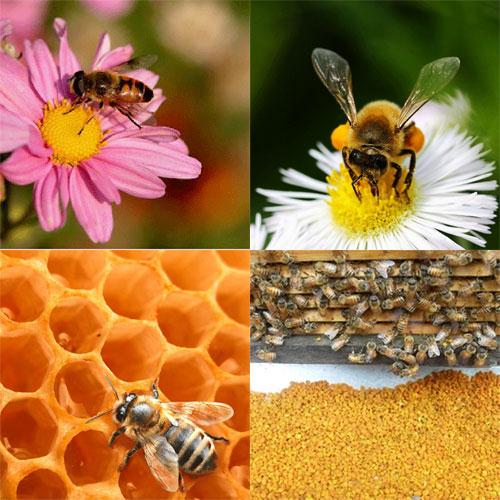 蜜蜂组合.jpg-1.jpg 蜜蜂组合.jpg-1.jpg