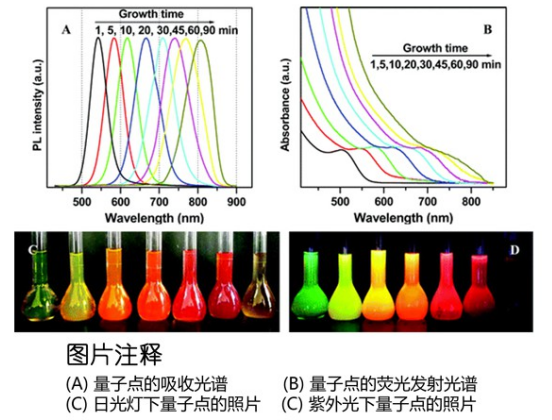 水溶性CdTe/CdS量子 碲化镉/硫化镉量子点 CdTe/CdS QDS
