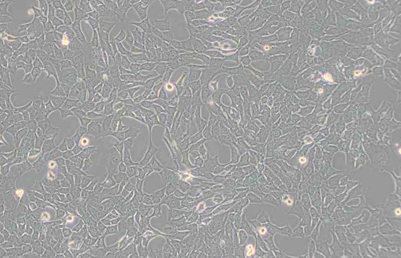 C127 [C-127]（小鼠乳腺肿瘤细胞）