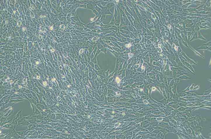 C2C12（小鼠成肌细胞）