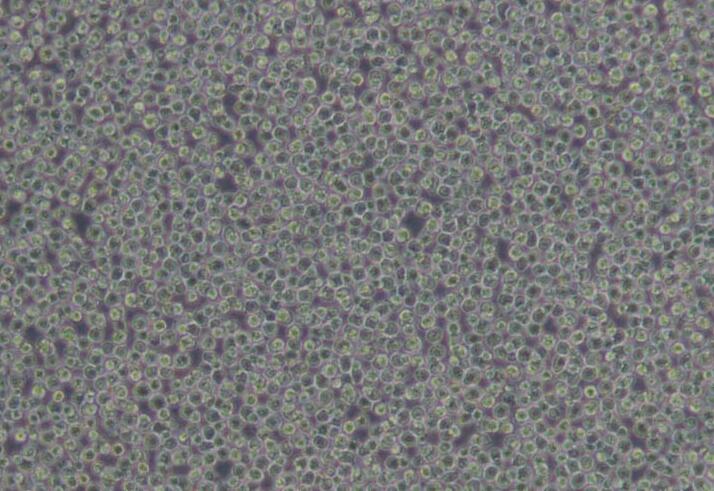 CA46（人Burkitt's淋巴瘤细胞）