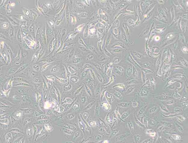 Caki-1（人肾透明细胞癌皮肤转移细胞）