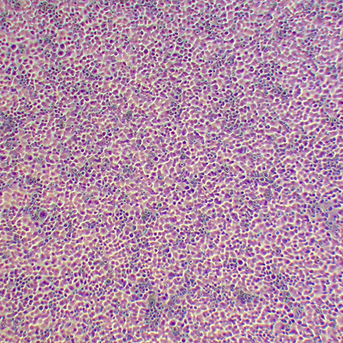 AML-12小鼠正常肝细胞