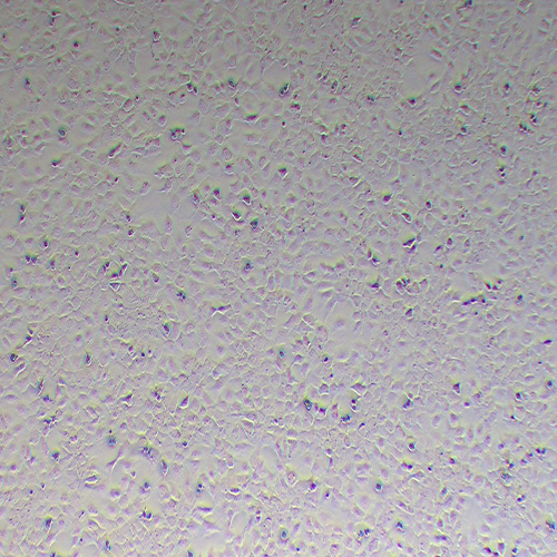 AML-12小鼠正常肝细胞