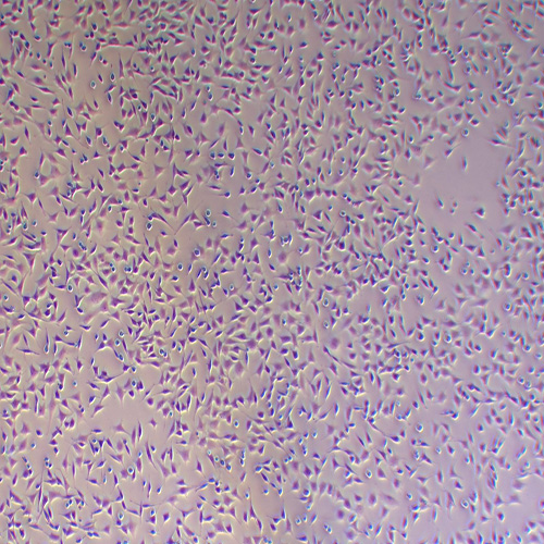 ATDC5小鼠胚胎瘤细胞