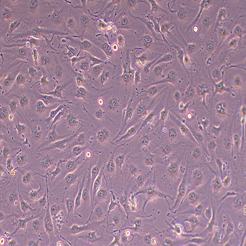 Bend.3小鼠微血管内皮细胞