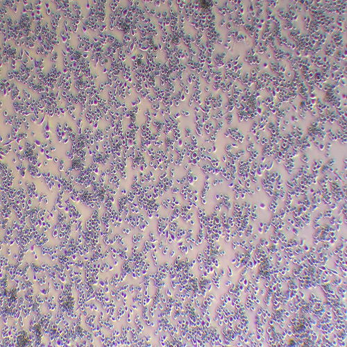 BV2小鼠小胶质细胞（种属鉴定正确）