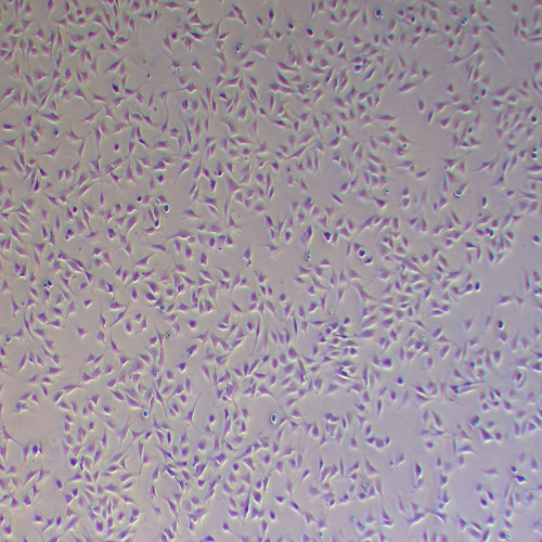 C2C12小鼠成肌细胞（种属鉴定正确）