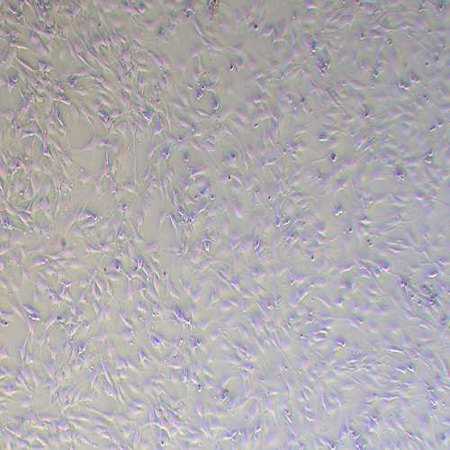 C1498小鼠白血病细胞