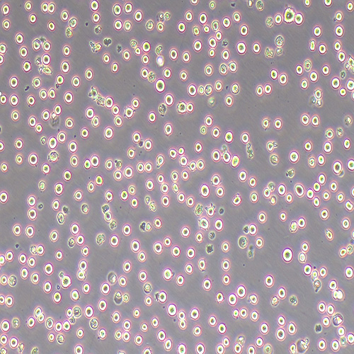 CTLL-2小鼠T淋巴细胞