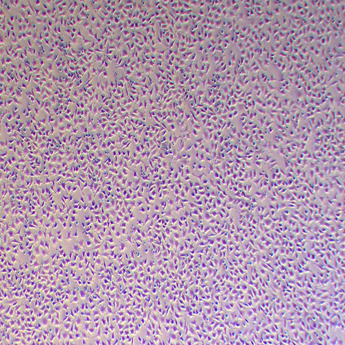 DC2.4小鼠骨髓来源树突状细胞