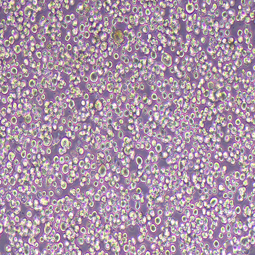 H22小鼠肝癌细胞