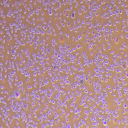 K7M2WT小鼠骨肉瘤成骨细胞