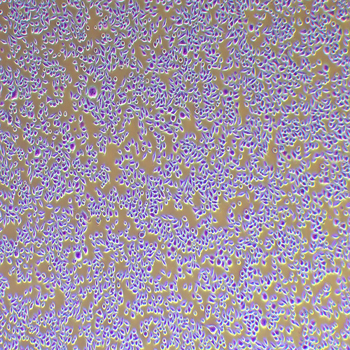 L929小鼠成纤维细胞