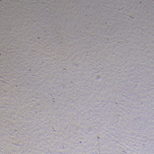 MC3T3-E1小鼠胚胎成骨细胞