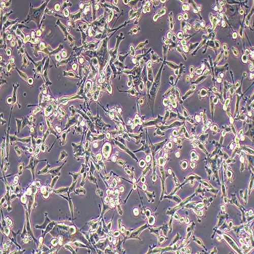 MC38小鼠结肠癌细胞