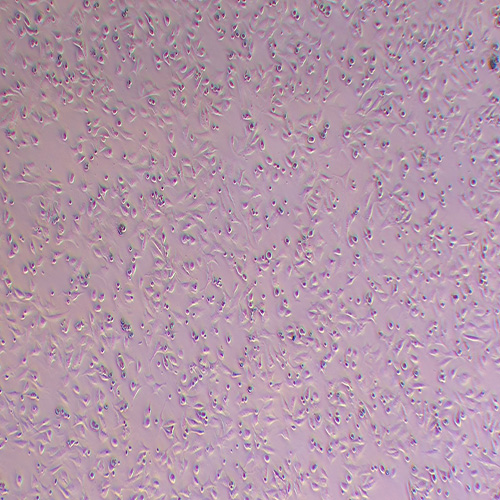 MEF小鼠胚胎成纤维细胞