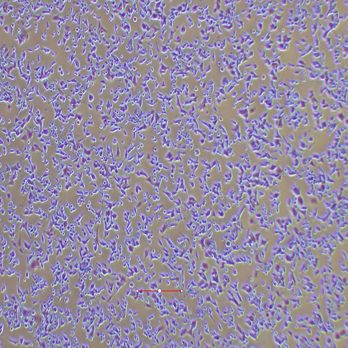 MIN6小鼠胰岛β细胞